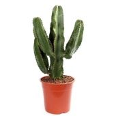 Эуфорбия Эритрея Канарская d24 см h85 см