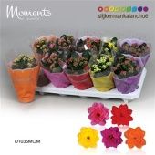 Каланхоэ Calandiva Moments микс d10.5 см h23 см Каланхоэ Calandiva Moments микс d10.5 см h23 см