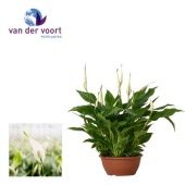 Спатифиллум Шопен 10+ цветов d17 см h35 см тип 2