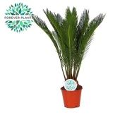 Цикас Революта d14 см h50 см