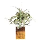 Тилландсия Xerographica Bonsai Houtblok Large d7 см h20 см