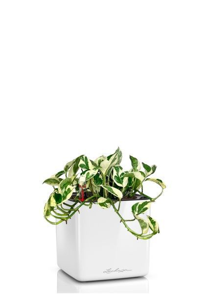 Эпипремнум Энджой 12/20 см в CUBE GLOSSY 14 Эпипремнум Энджой 12/20 см в CUBE GLOSSY 14