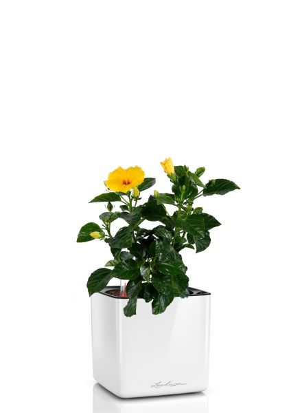 Гибискус микс 13/35 см в CUBE GLOSSY 14 Гибискус микс 13/35 см в CUBE GLOSSY 14