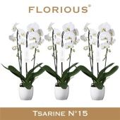 Фаленопсис Cascade 2st White Ceramic (florious) d15 см h85 см