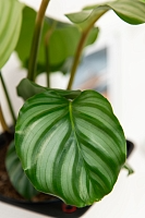 Калатея Орбифолия 15/50 см в CUBE Color 16 Калатея Орбифолия 15/50 см в CUBE Color 16