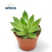 Эхеверия агавовидная d8.5 см h15 см Эхеверия агавовидная d8.5 см h15 см