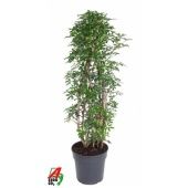 Шеффлера Лузеана d31 см h140 см