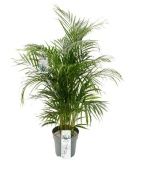 Хризалидокарпус Арека d27 см h160 см тип 1