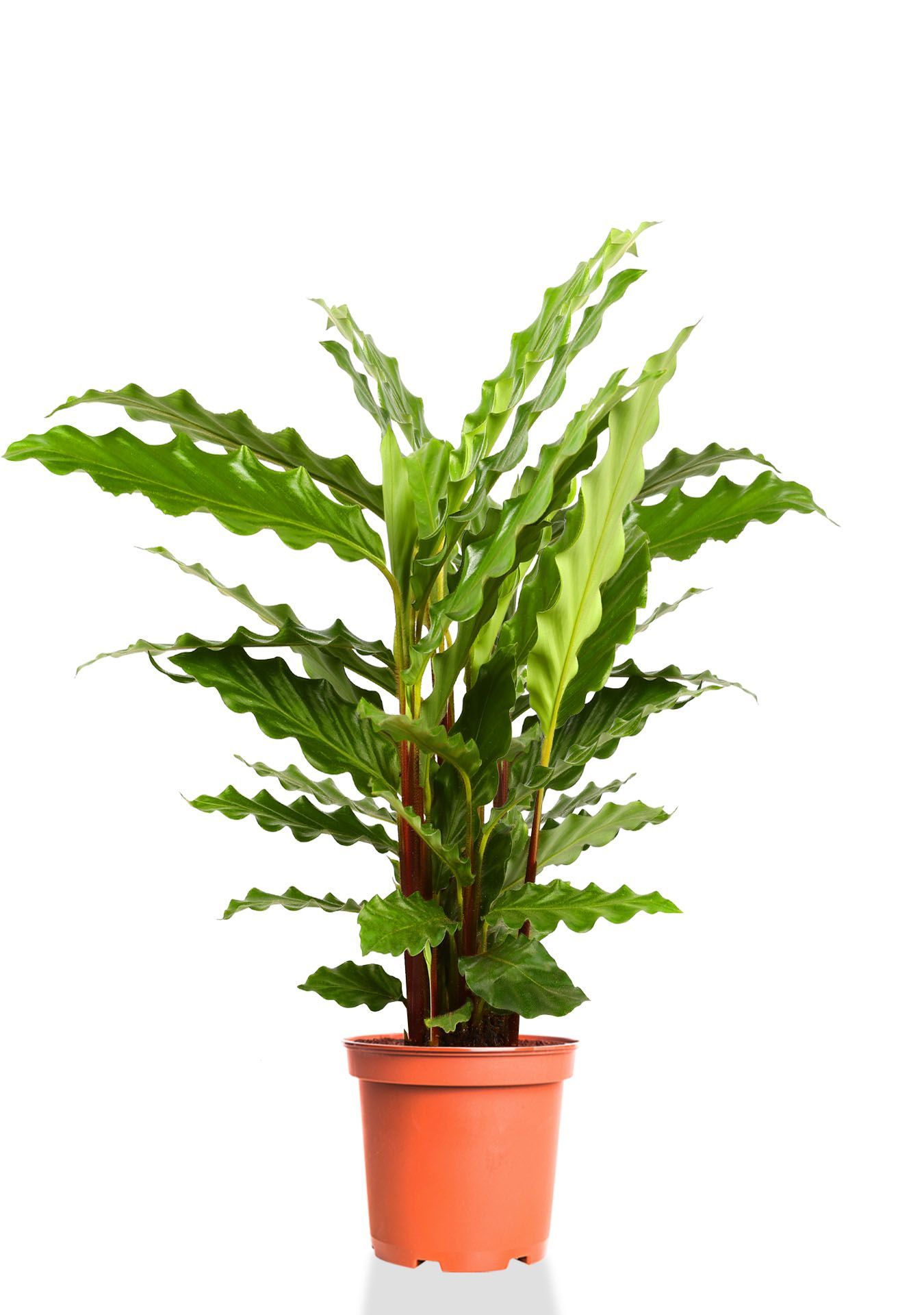 Калатея Руфибарба 12/50 см Калатея Руфибарба 12/50 см