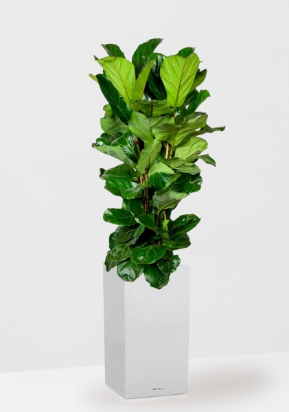 Фикус Лирата 3 ствола 34/140 см в CANTO STONE HIGH 40