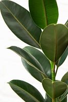 Фикус Эластика Мелани в CLASSICO COLOR 18 Фикус Эластика Мелани в CLASSICO COLOR 18