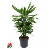 Драцена Голден Кост бранч разветвленная d21 см h100 см