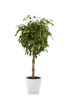 Фикус Экзотика переплетенный 30/150 см в CLASSICO LS 43