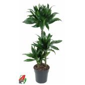 Драцена Грин Джевел 3 ствола d21 см h110 см Драцена Грин Джевел 3 ствола d21 см h110 см