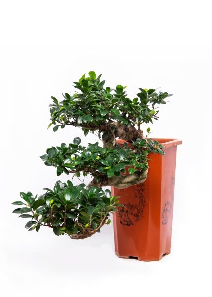 Фикус Микрокарпа Гинсенг каскад 30/70 см Фикус Микрокарпа Гинсенг каскад 30/70 см