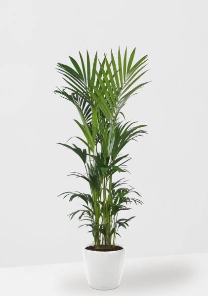 Ховея Кентия 31/220 см в CLASSICO LS 43 Ховея Кентия 31/220 см в CLASSICO LS 43