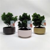 Бонсай кипарисовик d15 см h22.5 см