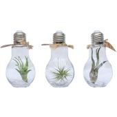 Тилландсия Lamp Terrarium Small d5 см h15 см Тилландсия Lamp Terrarium Small d5 см h15 см