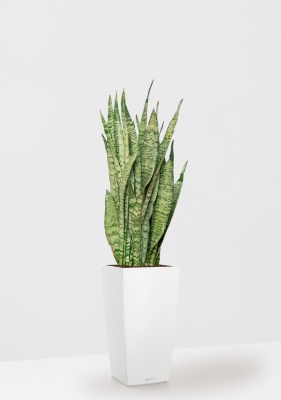 Сансевиерия Зейланика 21/70 см в CUBICO COLOR 30, белый