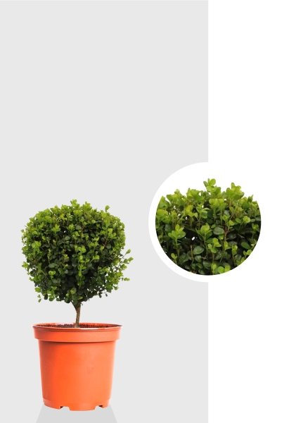 Мирсина 12/30 см Мирсина 12/30 см