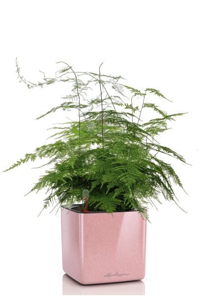 Аспарагус в CUBE GLOSSY KISS 14