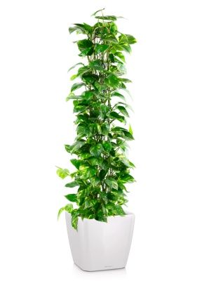 Сциндапсус Ауреум пирамида 27/160 см в QUADRO LS 35, белый блестящий