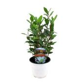 Лавр Нобилис d14 см h30 см