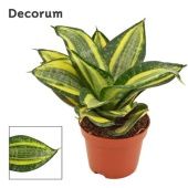 Сансевиерия Ханни Джейд мультиколор d6 см h14 см