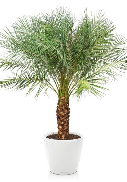 Финиковая пальма Робилини в CLASSICO LS 43 Финиковая пальма Робилини в CLASSICO LS 43