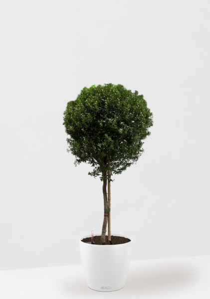 Мирт 24/90 см в CLASSICO COLOR 28