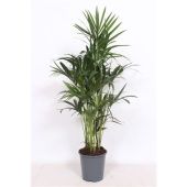 Ховея Форстериана d27 см h120 см