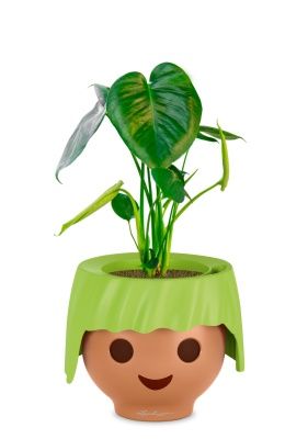 Монстера Делициоза 12/40 см в OJO, зеленый