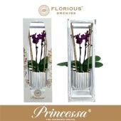 Фаленопсис 2 ствола Princessa Swing Purple 18+ (florious) d9 см h40 см