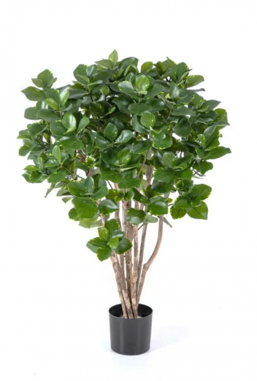 Клузия древовидная 110 см