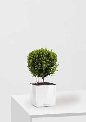 Мирсина 12/30 см в CUBE GLOSSY 14 Мирсина 12/30 см в CUBE GLOSSY 14