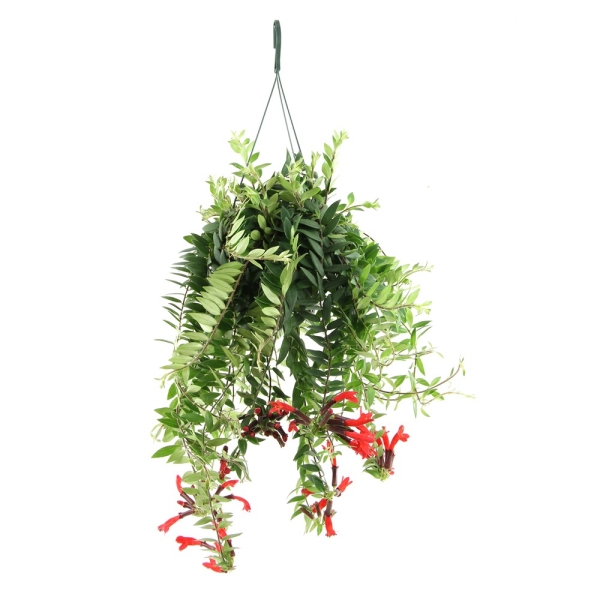 Эсхинантус Яфролепис 17/40 см