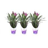 Куркума цветущая фиолетовая d14 см h55 см