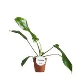 Филодендрон Joepii d12 см h30 см Филодендрон Joepii d12 см h30 см