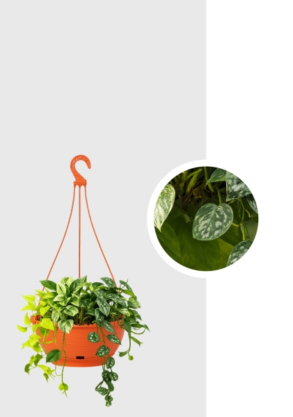 Эпипремнум Пиннатум микс d15 см