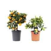 Цитрус микс d15 см h37 см Цитрус микс d15 см h37 см