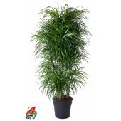 Драцена Анита вариегатная бранч разветвленная d31 см h150 см