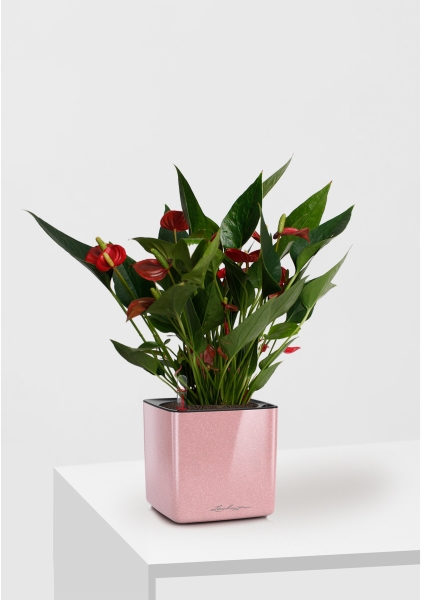 Антуриум Андрианум Карма красный 12/43 см в CUBE GLOSSY KISS 14