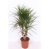 Драцена Маргината бранч разветвленная d27 см h130 см тип 1
