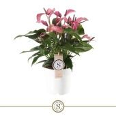 Антуриум Андрианум Зизу в экобоксе d14 см h45 см