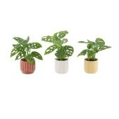 Монстера Monkey Leaf In Potcover d7 см h15 см