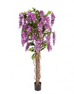 Вистерия лиана сиреневая