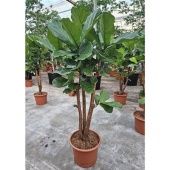 Фикус Лирата бранч разветвленный d40 см h160 см