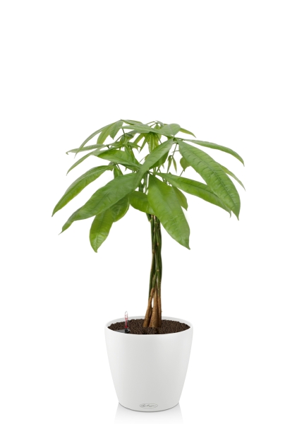 Пахира Акватика косичка 21/90 см в CLASSICO COLOR 28 Пахира Акватика косичка 21/90 см в CLASSICO COLOR 28