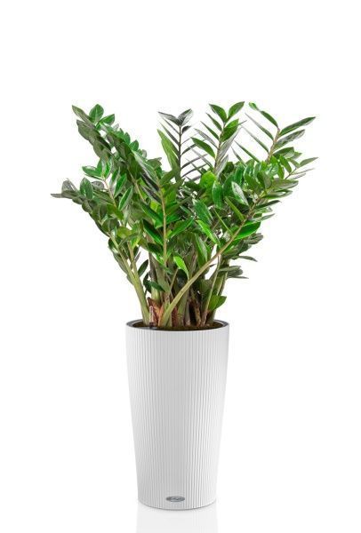 Замиокулькас 27/100 в CILINDRO 32 Замиокулькас 27/100 в CILINDRO 32