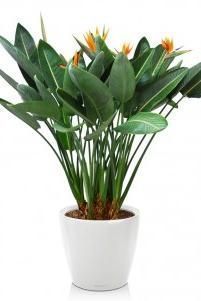 Стрелиция Регина в CLASSICO LS 50/160 см, Белый блестящий